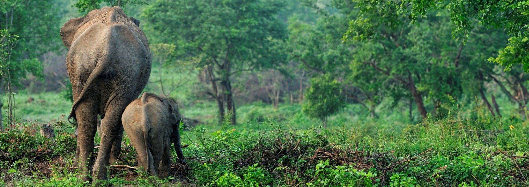 Wild elephants