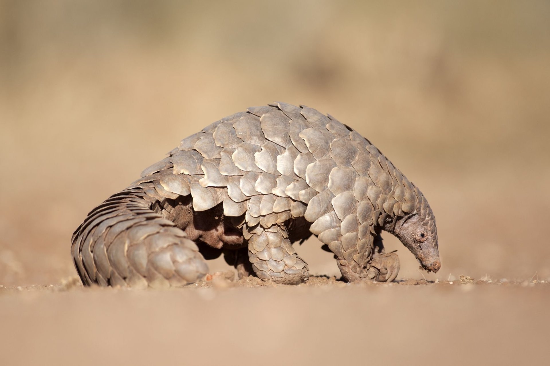 Young Kenyan leaders call for wildlife protection