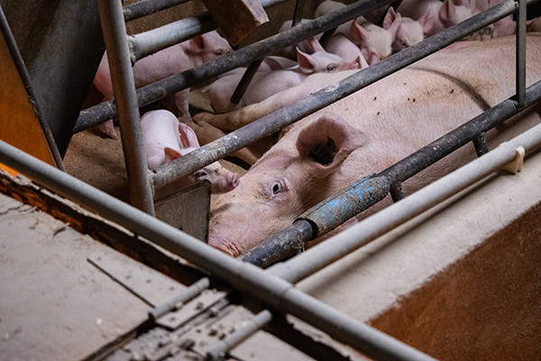 A mother pig feeds her young through a farrowing crate in UK factory farm.