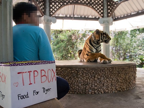 A tiger is chained to a platform for tourists