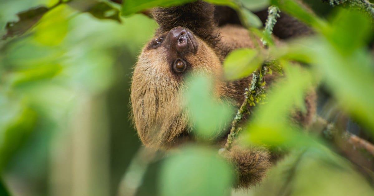 Costa Rica urges tourists not to take wildlife selfies 