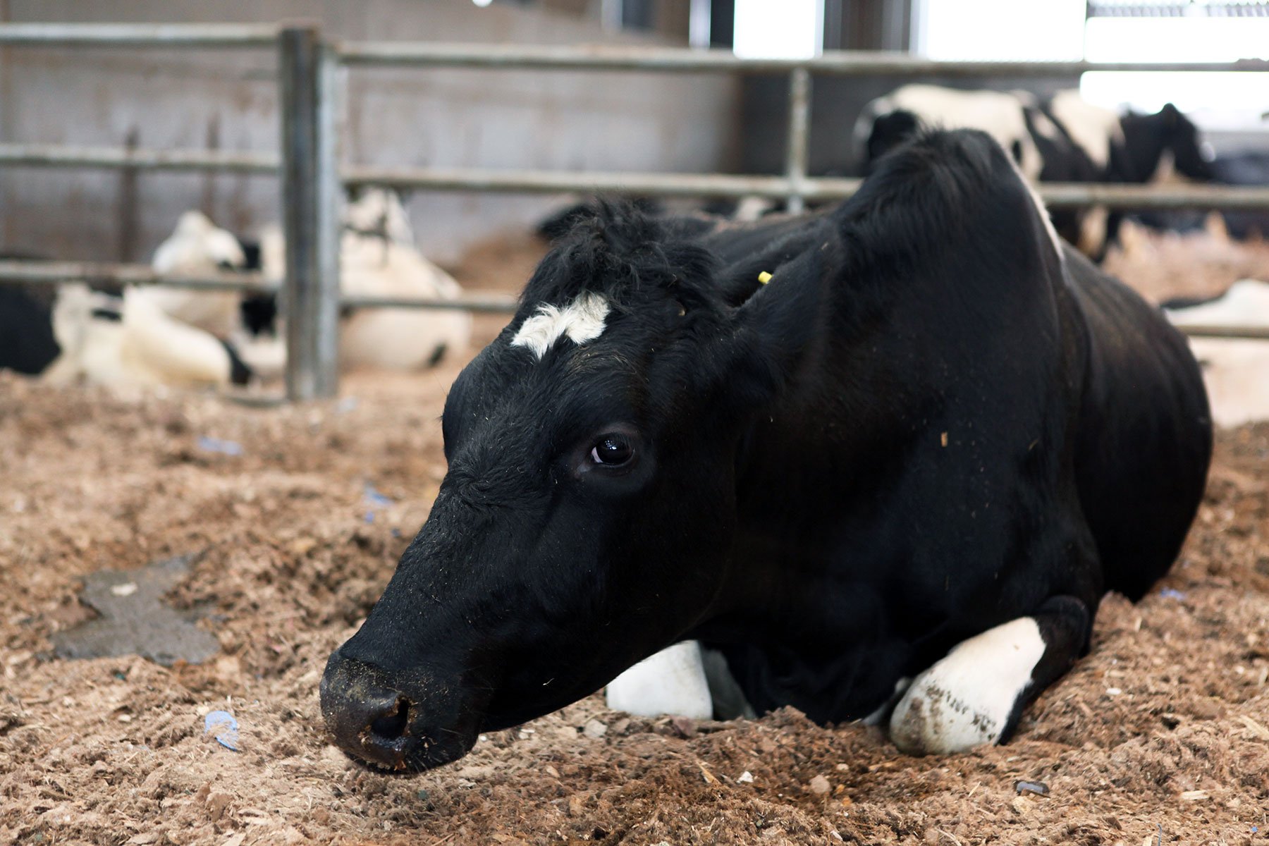 cow-face-masks