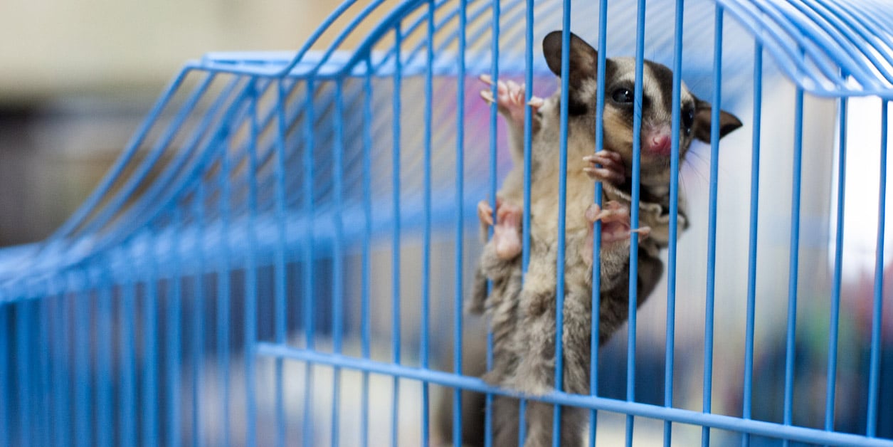 A sugar glider clings to a blue cage