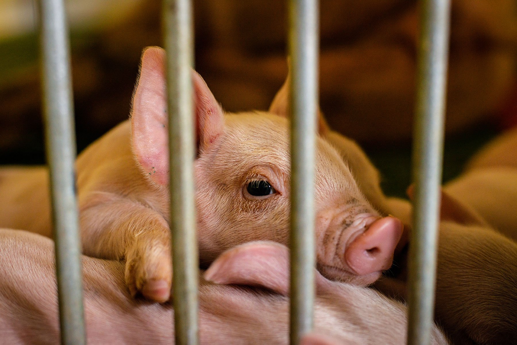 antibiotic-resistant bacteria pigs
