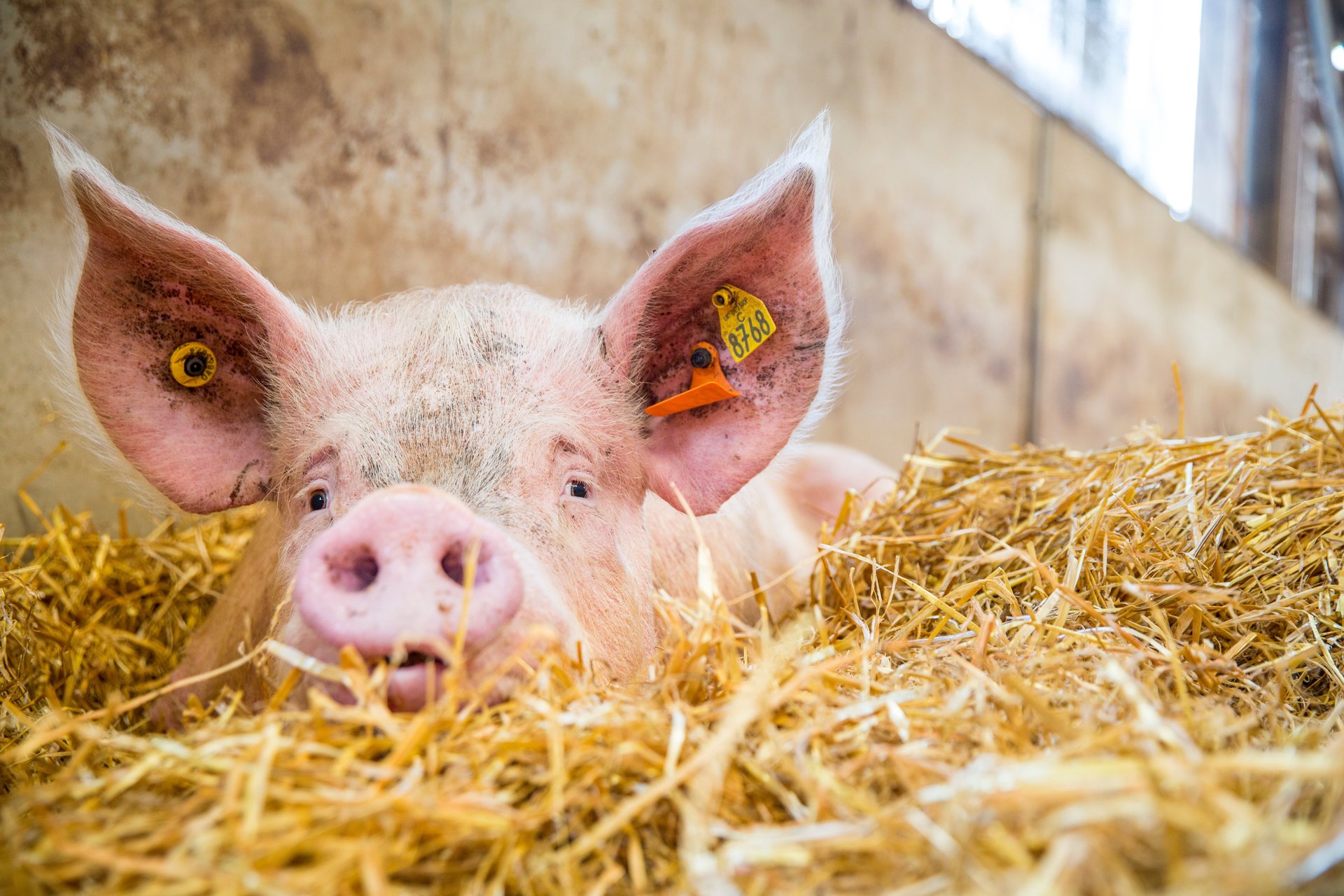 Pregnant pig resting in straw in a higher welfare indoor farm in the UK.