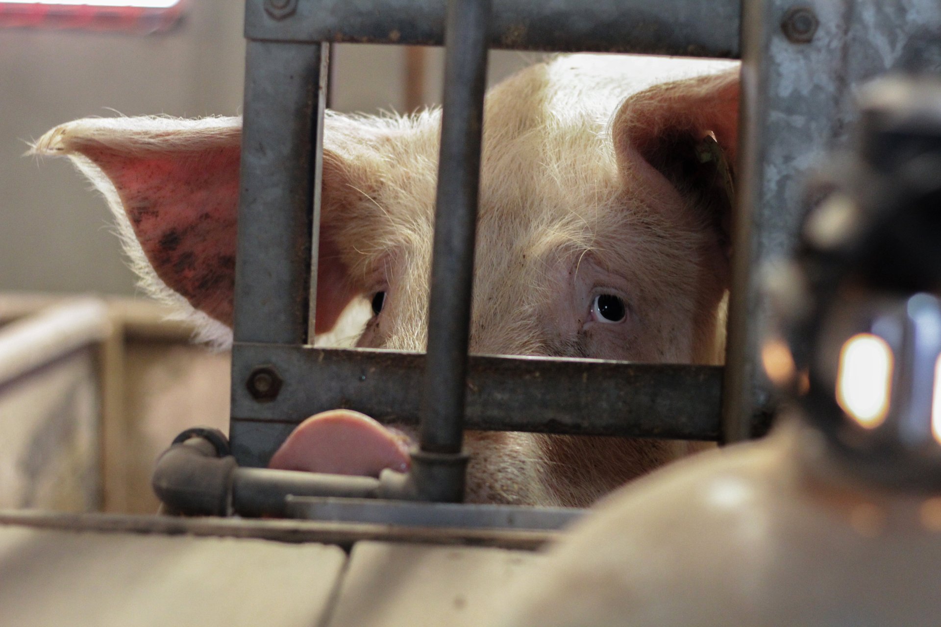 A pig is looking out of a cage. It looks sad and frightened.