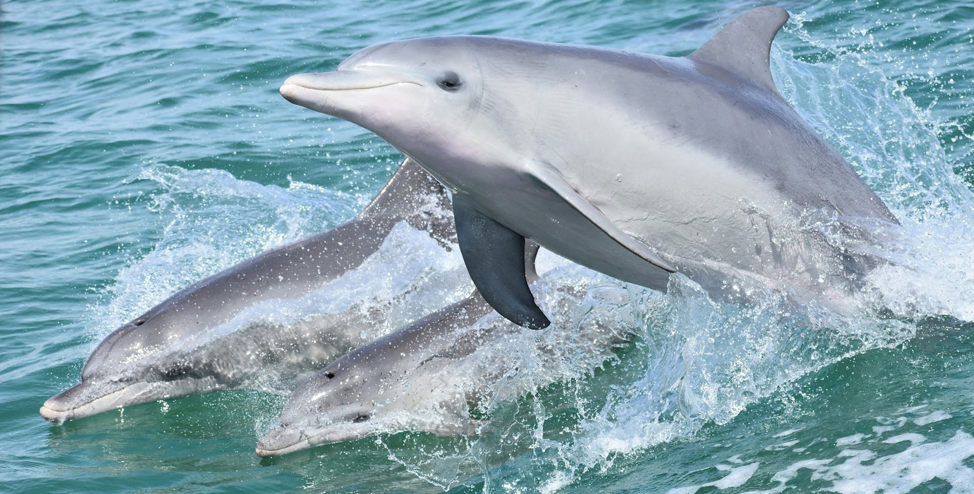 Three dolphins are swimming together. Two of the dolphins are on the surface of the water while the other one is jumping.