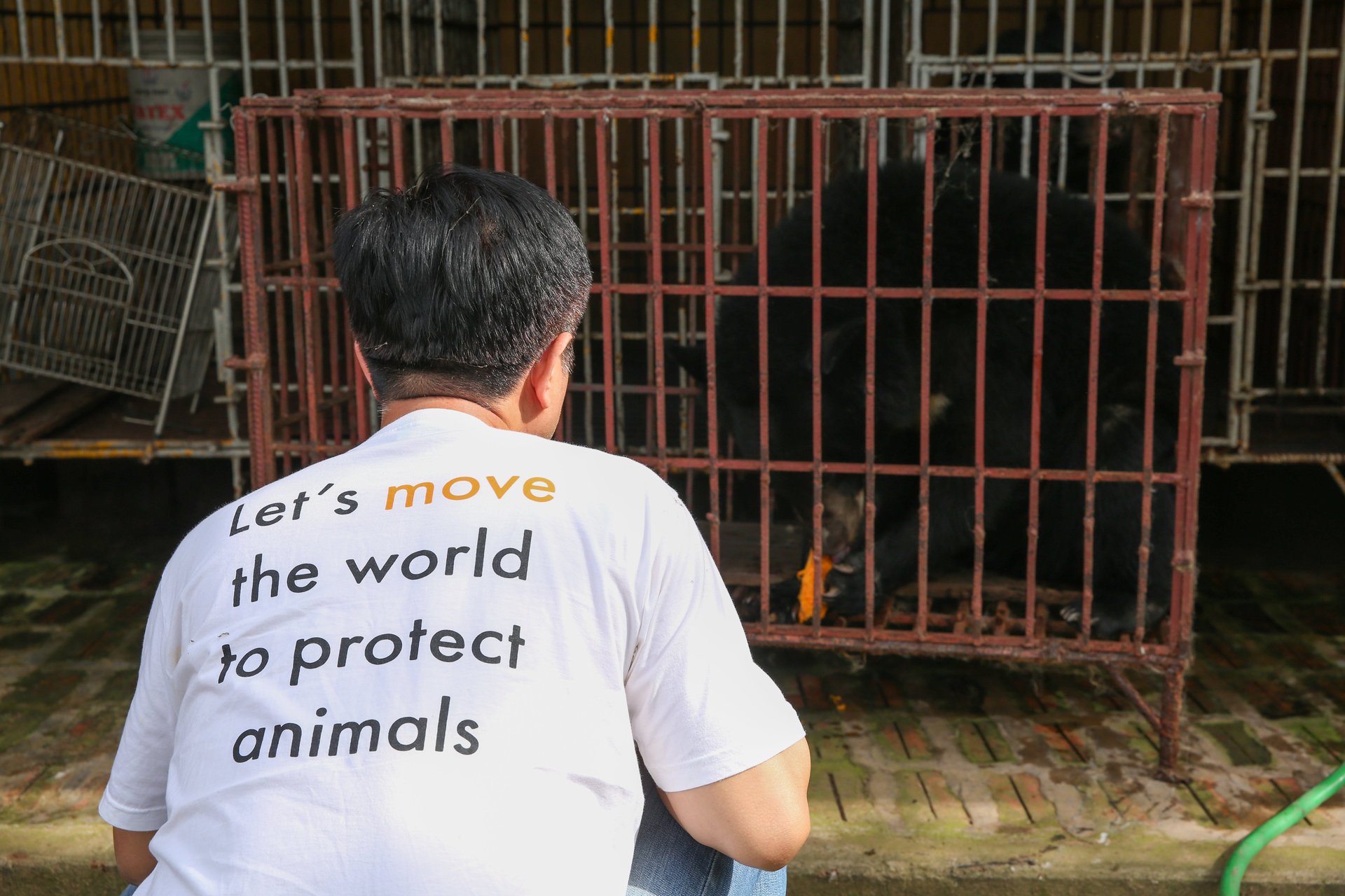 A World Animal Protection member of staff looking at a caged bear. The member of staff is wearing a WAP branded t-shirt.