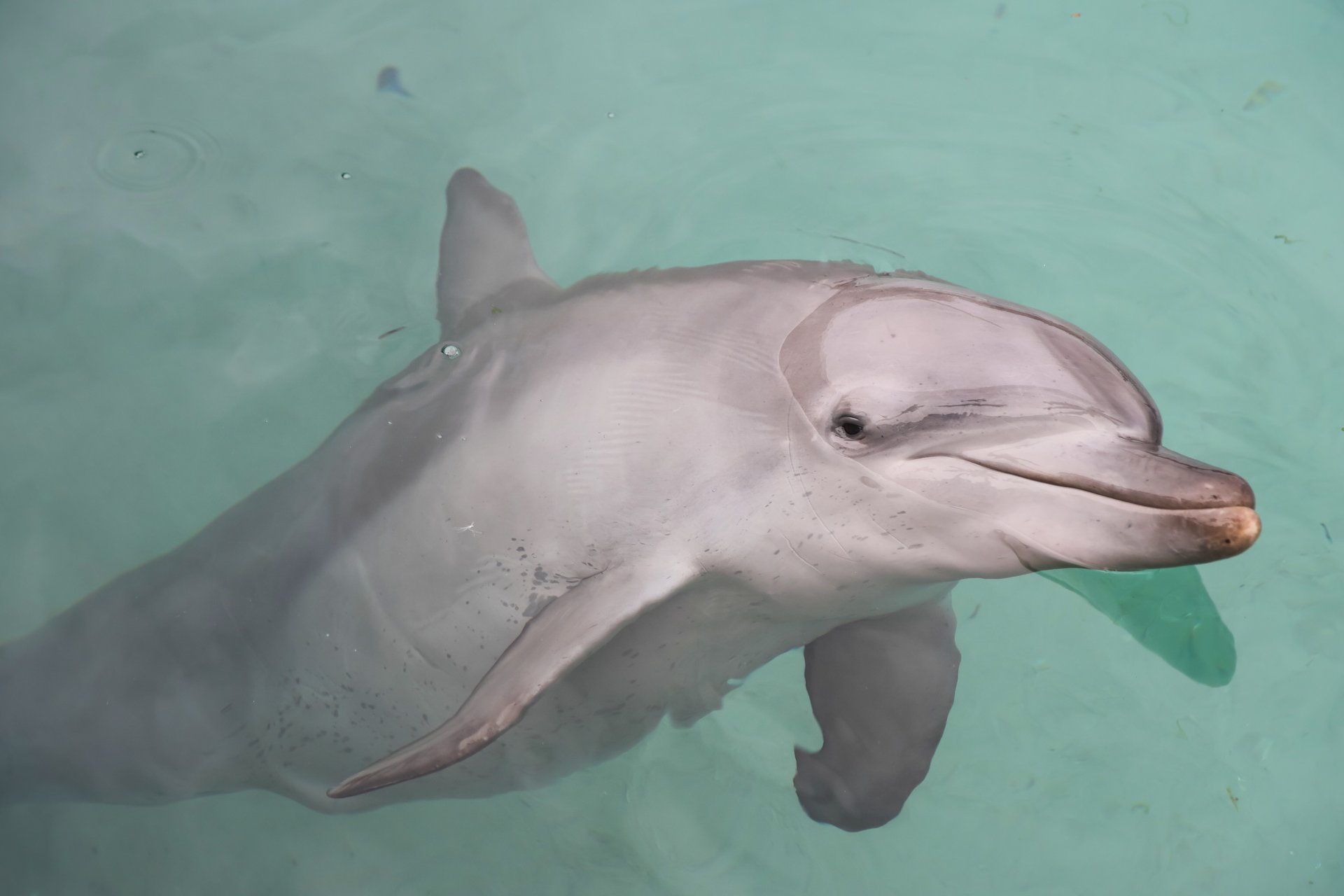 A captive dolphin swimming in a barren tank with its head slightly out of the water and looking directly into the camera.