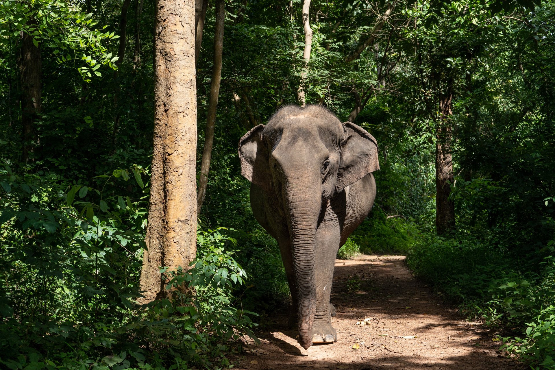The elephant Boon Lai goes for a walk. The elephant is surrounded by tropical greenery including trees and grass.