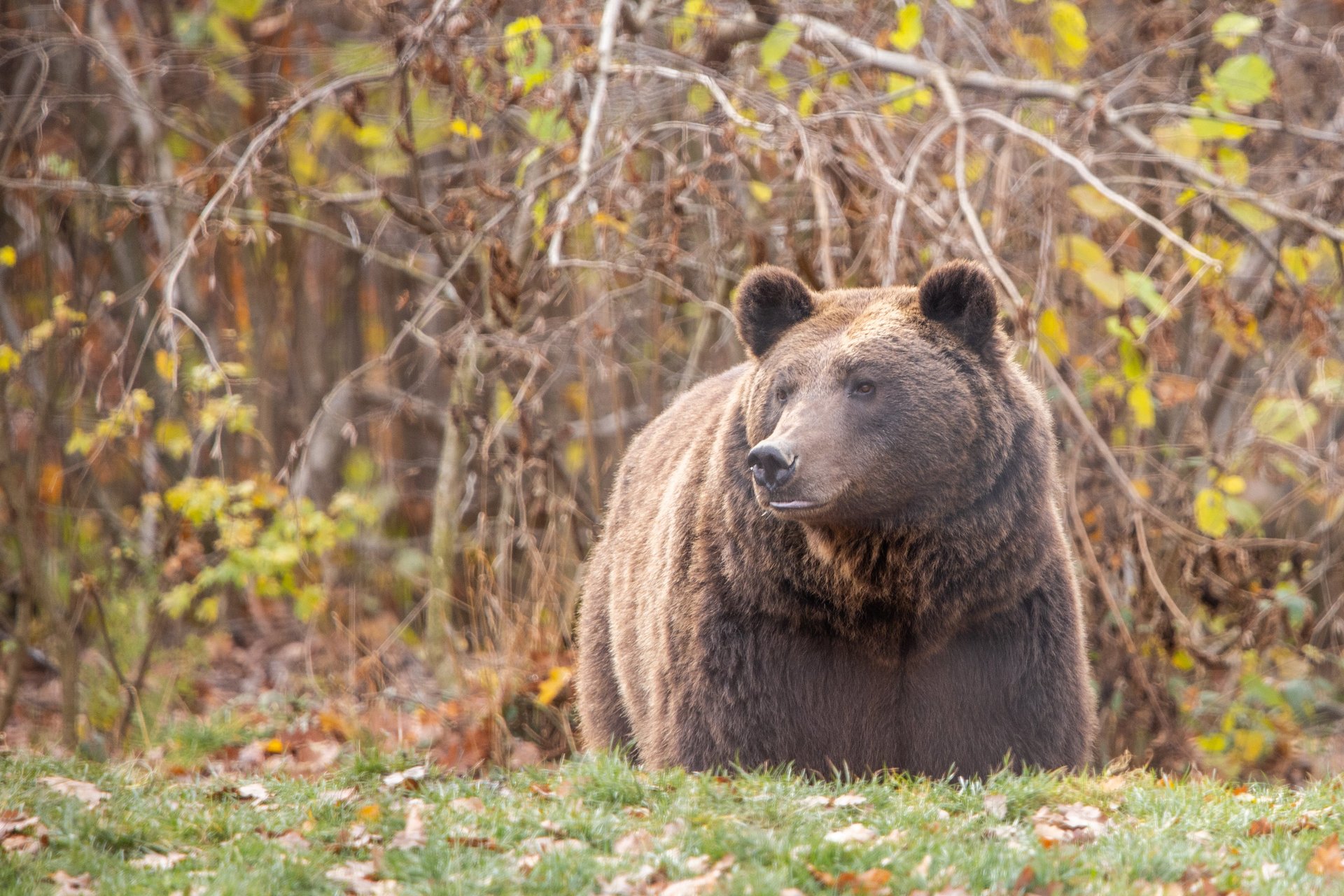 An adult bear is standing in a forested, grassy area. Branches of a tree can be seen behind the bear with green and yellow leaves.