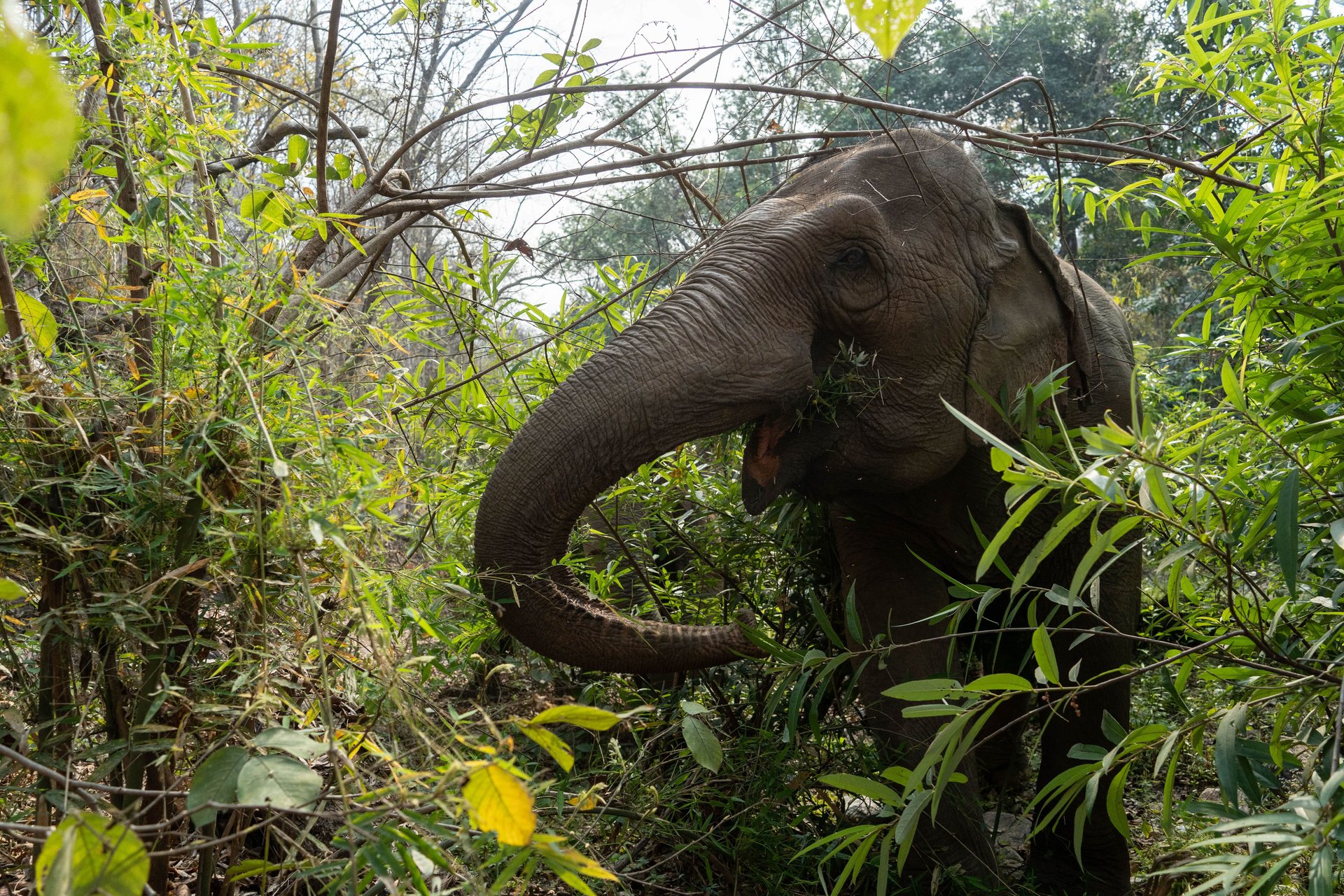 An elephant walking through a lush forest, surrounded by tall trees and greenery.
