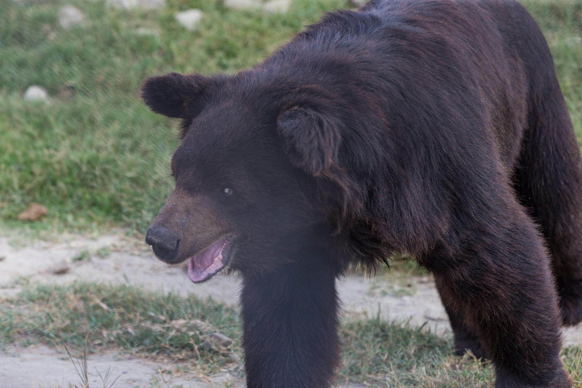 Pooh who is scheduled to be released into the new enclosure once completed.