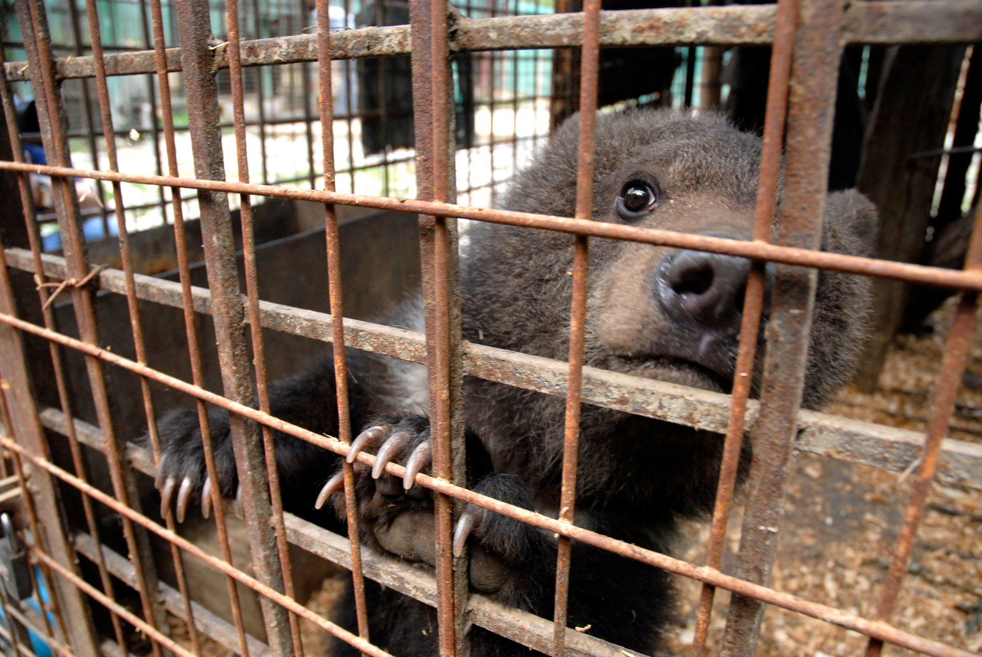 A young bear looks out from behind rusted metal bars of a cage, its claws gripping the bars.