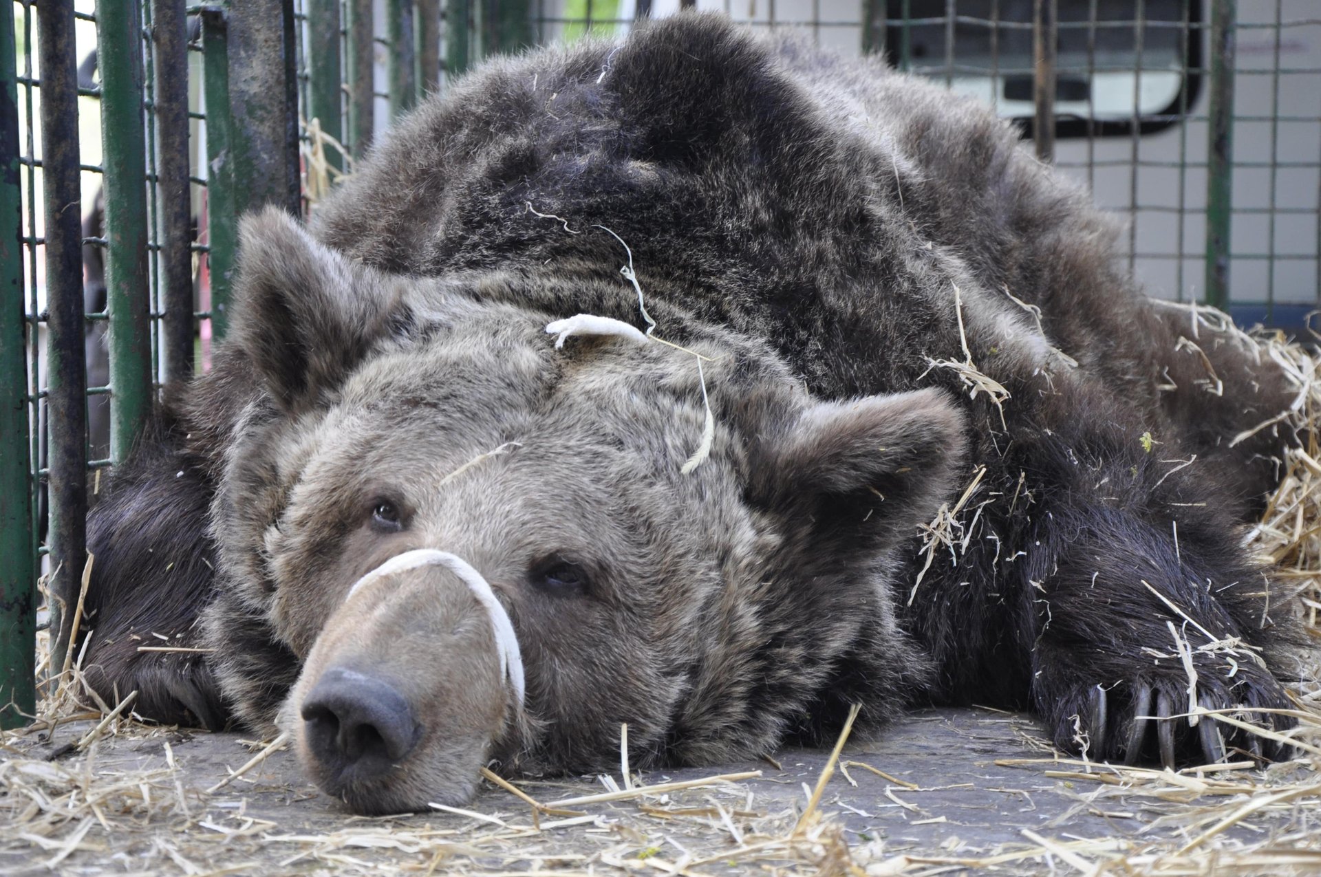 A sedated bear in a transportation cage on its way to a sanctuary