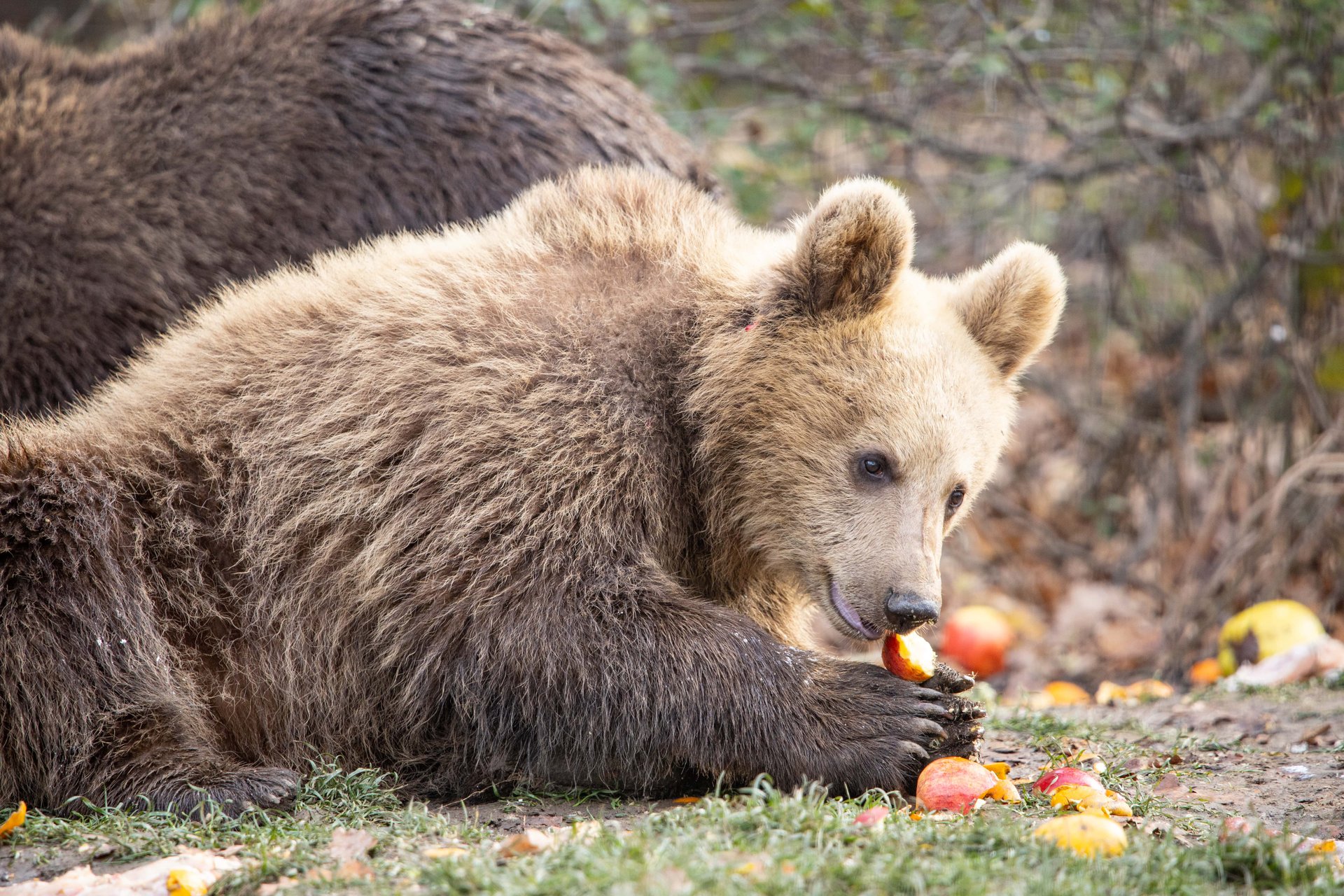 Bear eating fruit
