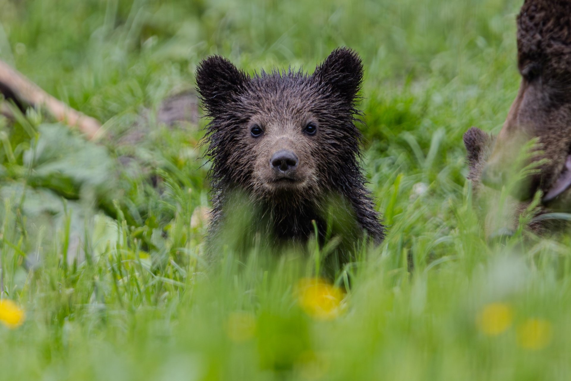 Young bear cub with wet fur peeks through lush green grass, surrounded by wildflowers.