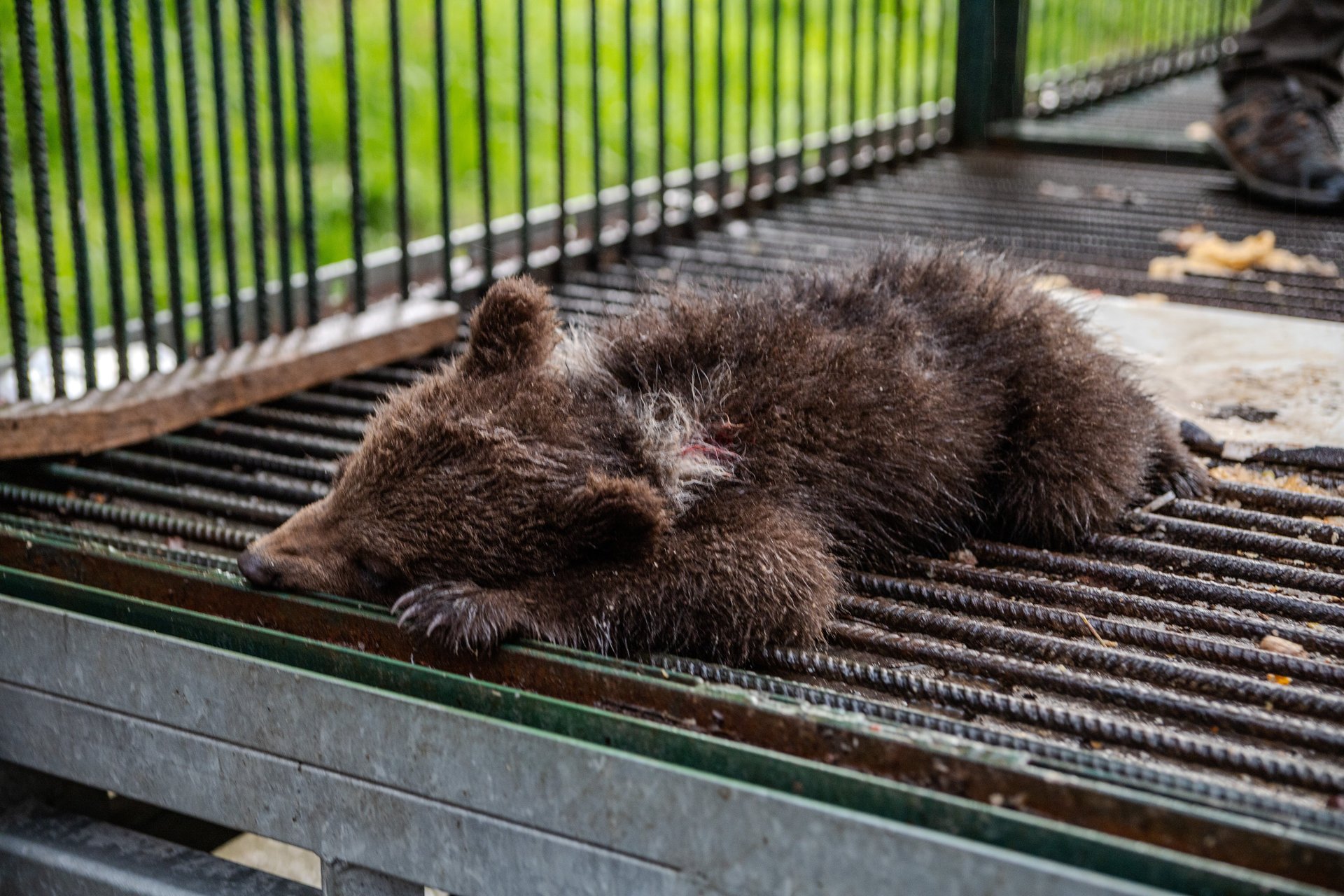 A small bear cub can be seen laying on the slatted floor of a cage.