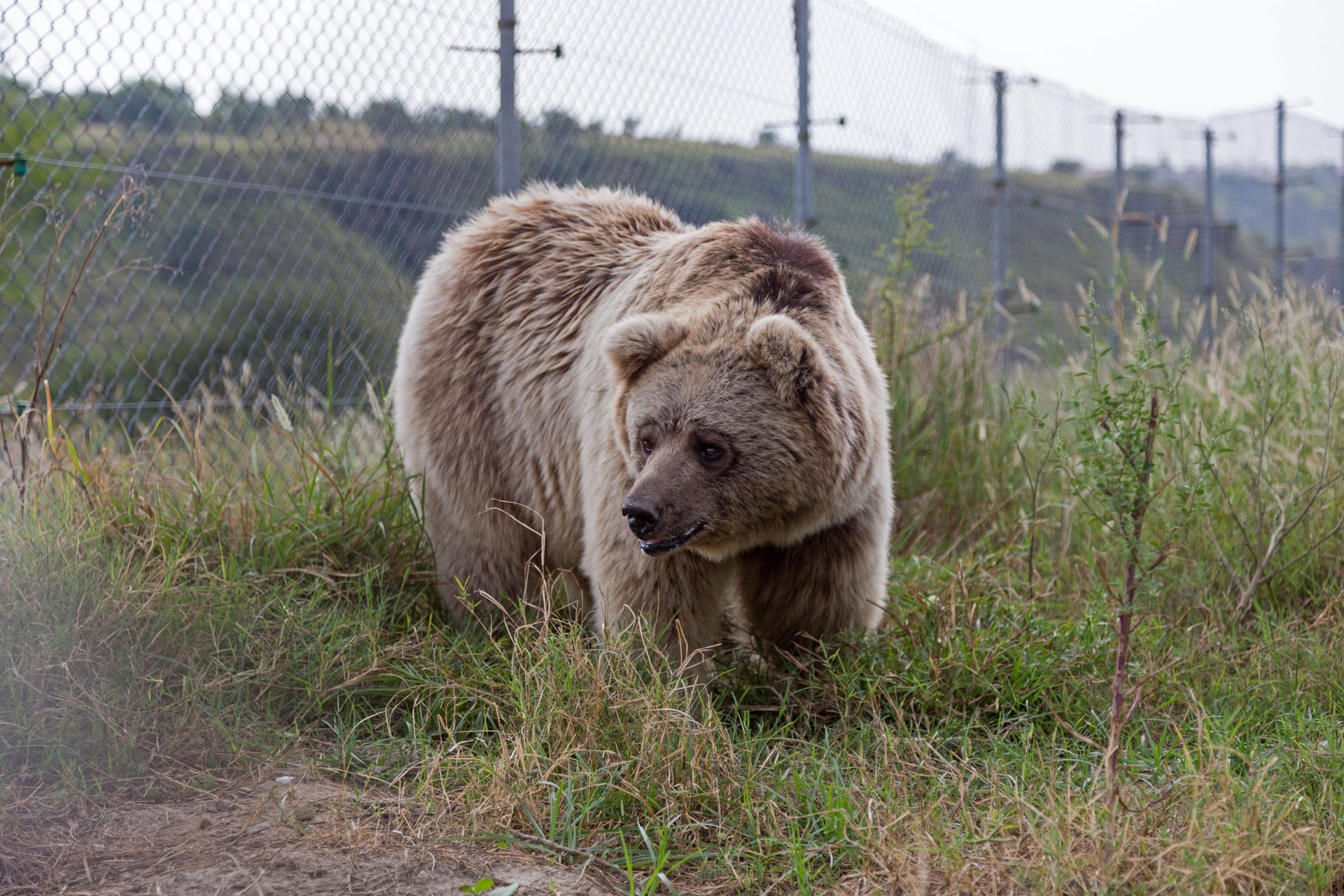 A bear standing in tall grass with a fence in the background