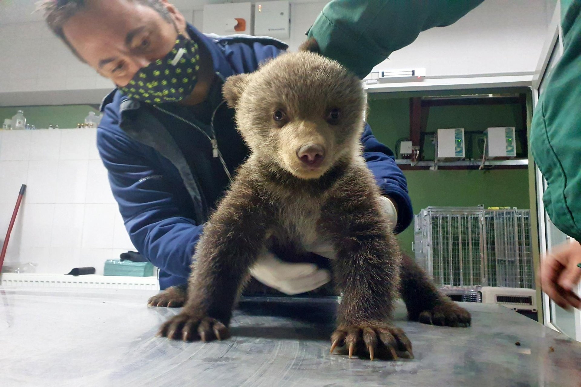A bear cub being examined by a vet is looking straight at the camera