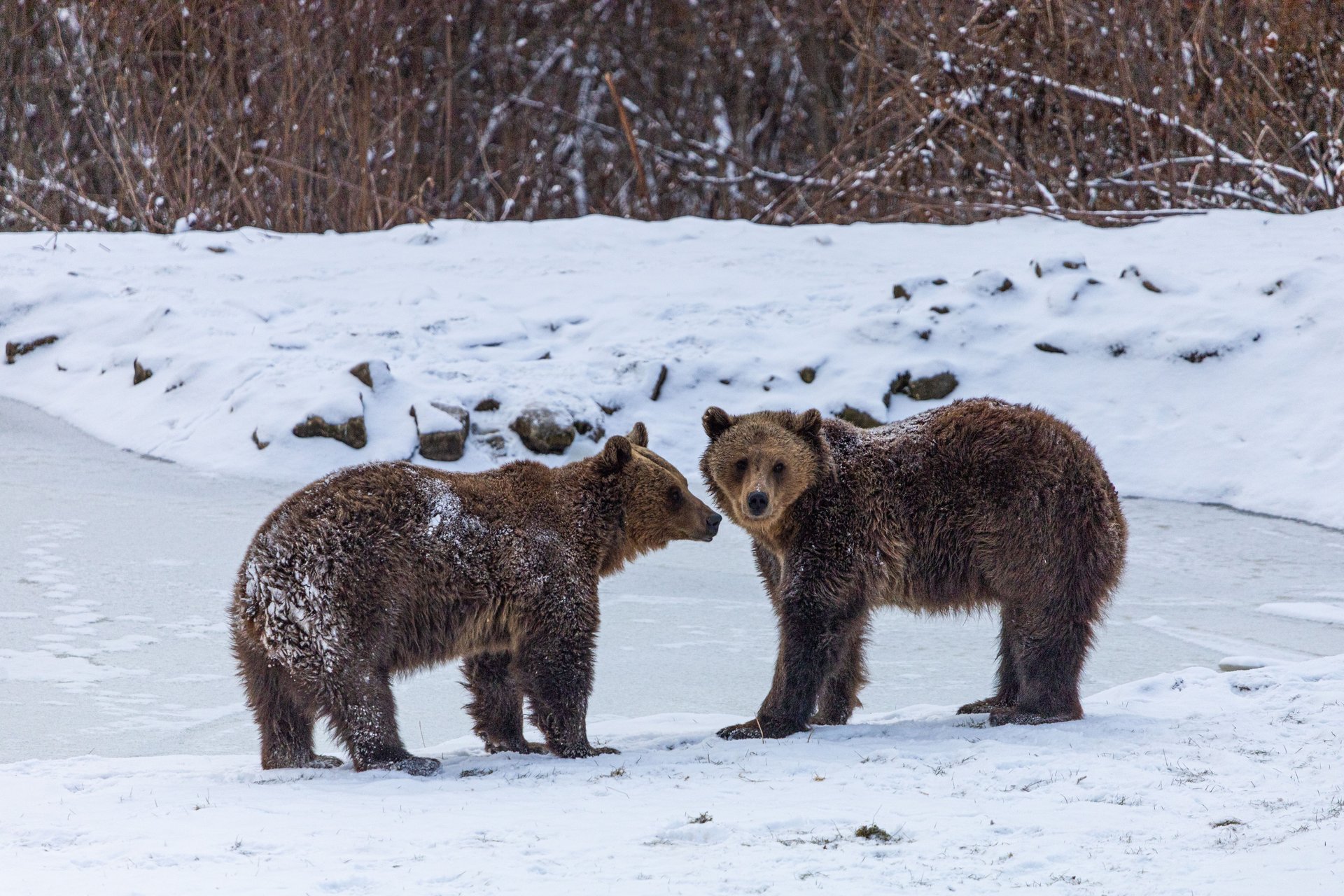 Two bears photographed in a snowy landscape.
