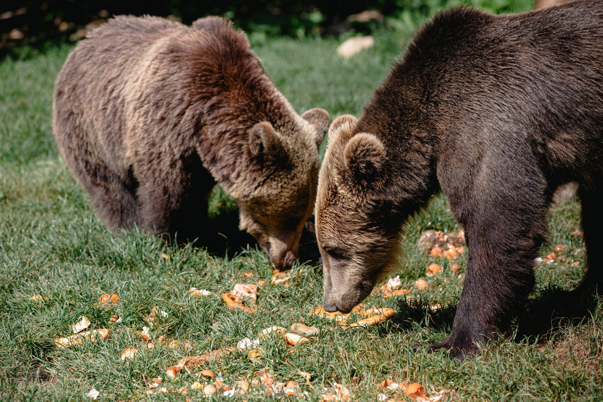 Two bears are seen eating food off the ground.