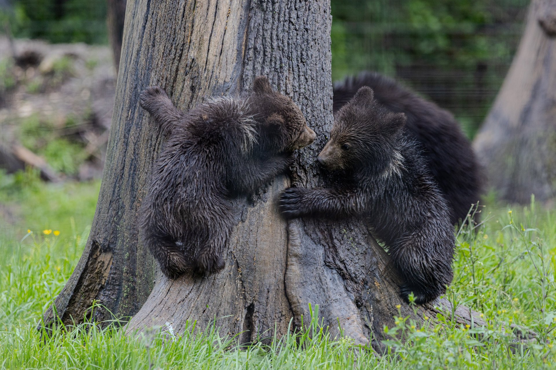 Two bear cubs are playing around a tree trunk