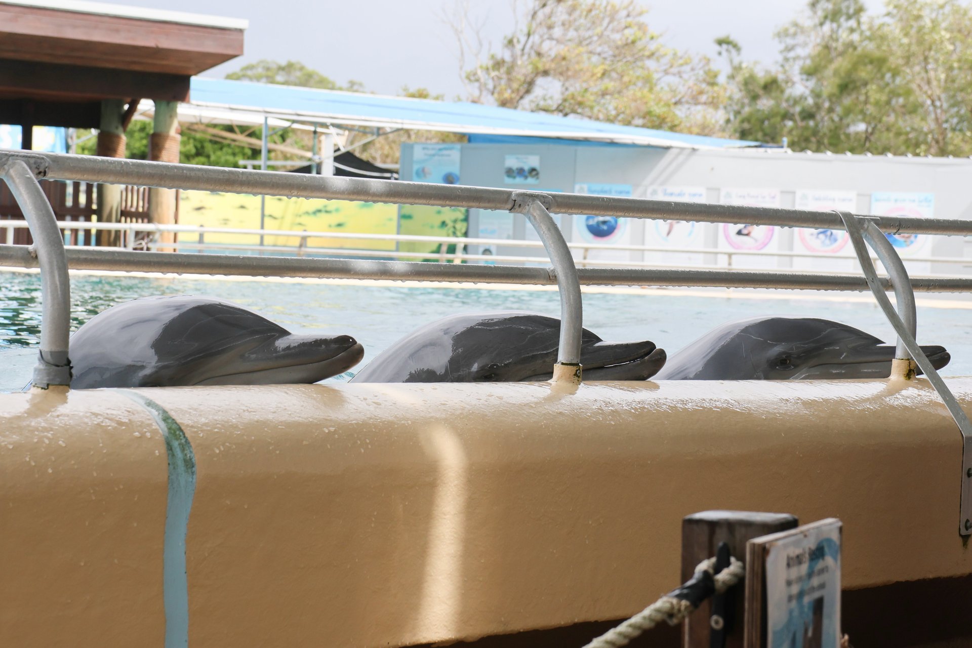 Three dolphins resting their heads on the pool's edge