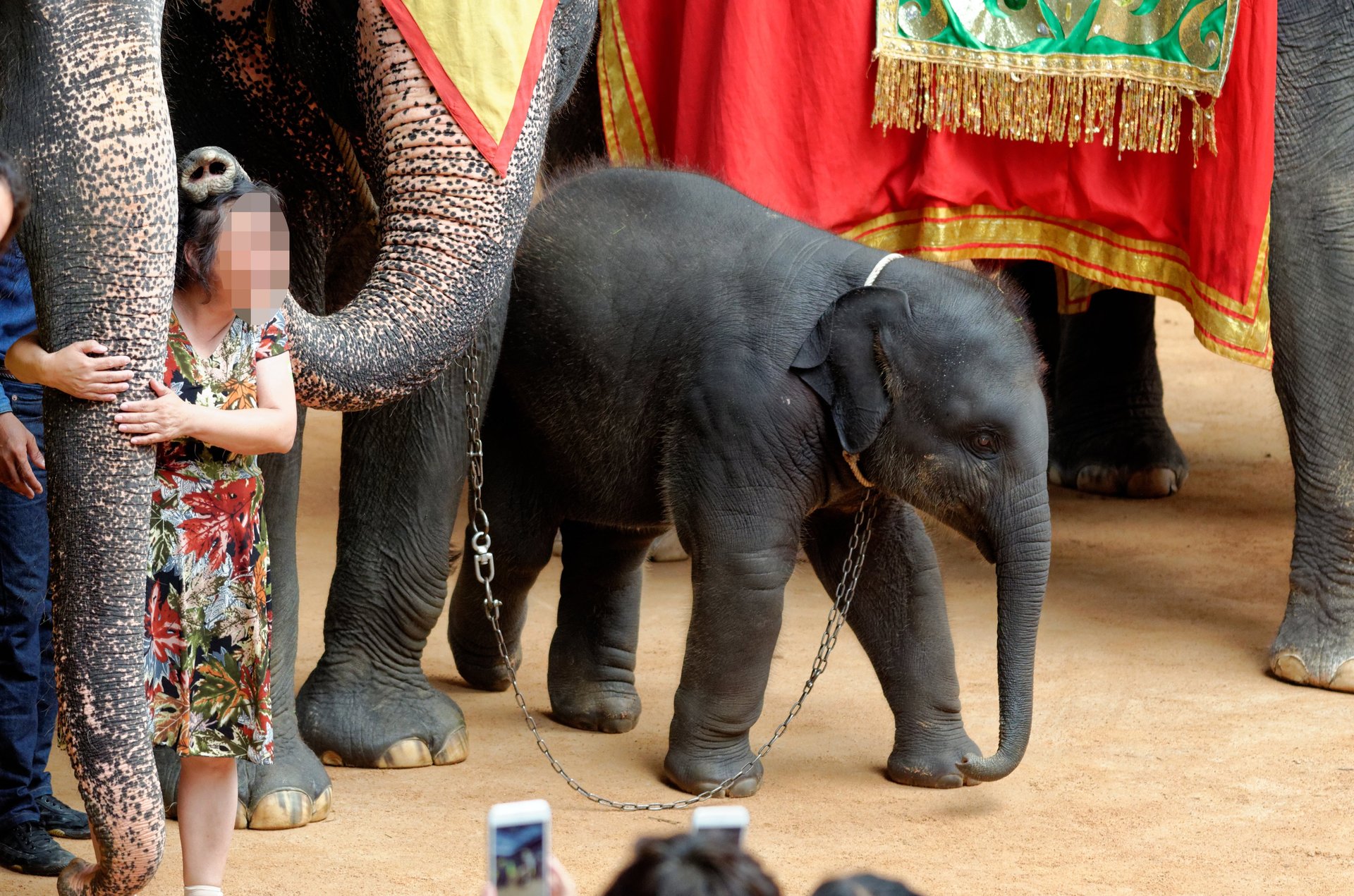 A baby elephant is chained up and standing among other captive elephants dressed in red drapes