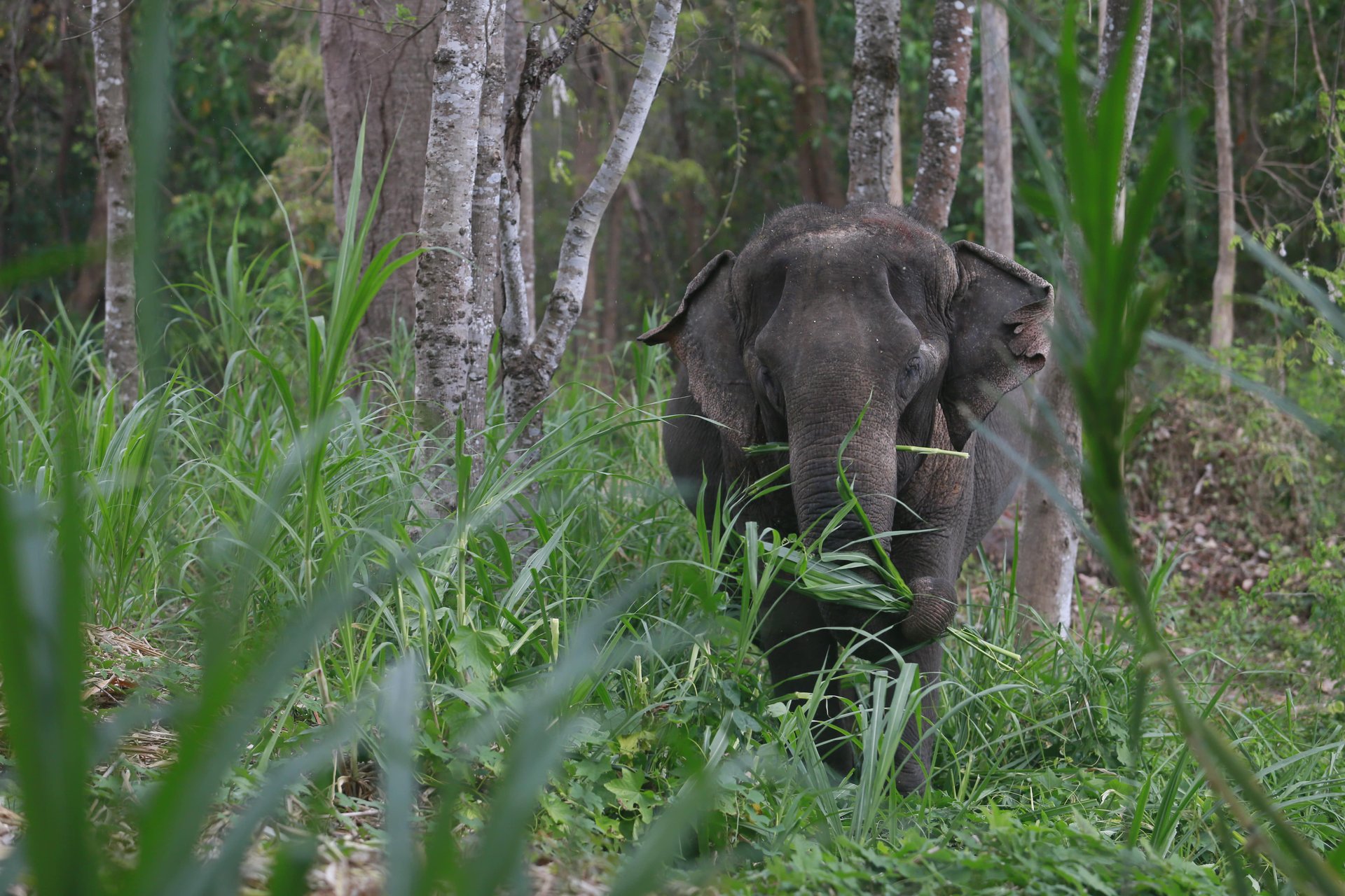 An elephant walking through lush forest and greenery