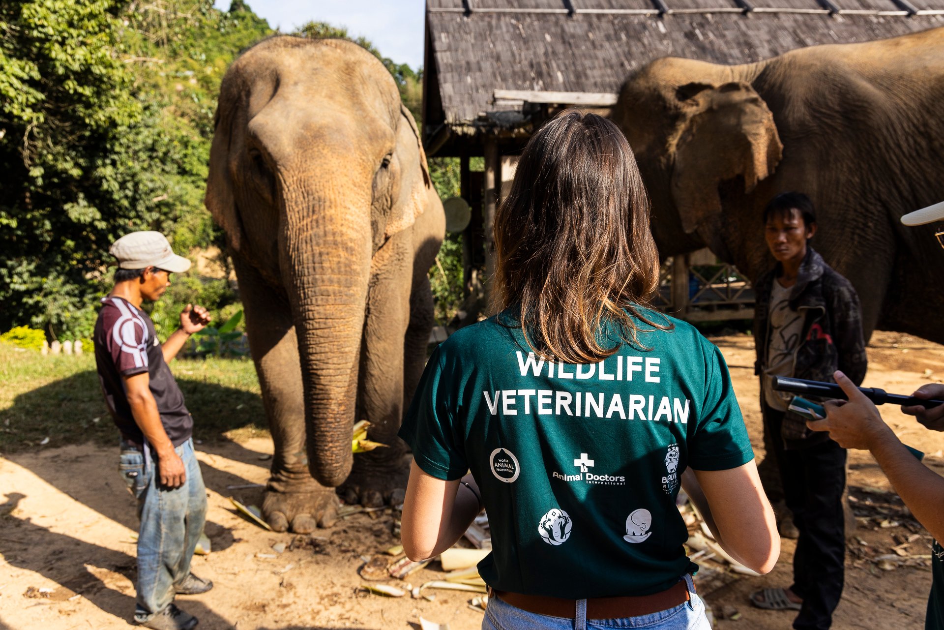 A woman wearing is wearing a green a green t-shirt with Wildlife Veterinarian written on it. She is directly looking at two elephants and there are other people in the background.