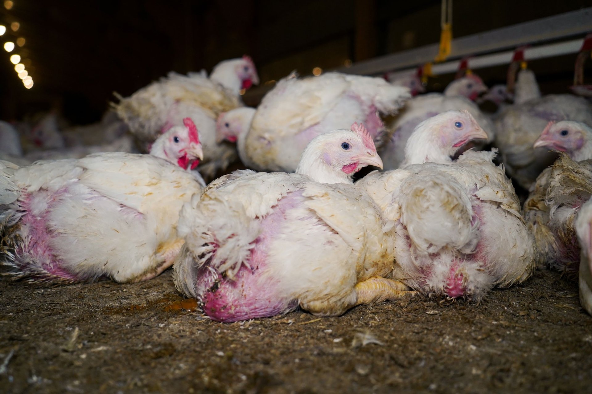 Chickens crammed into a broiler farm in the UK