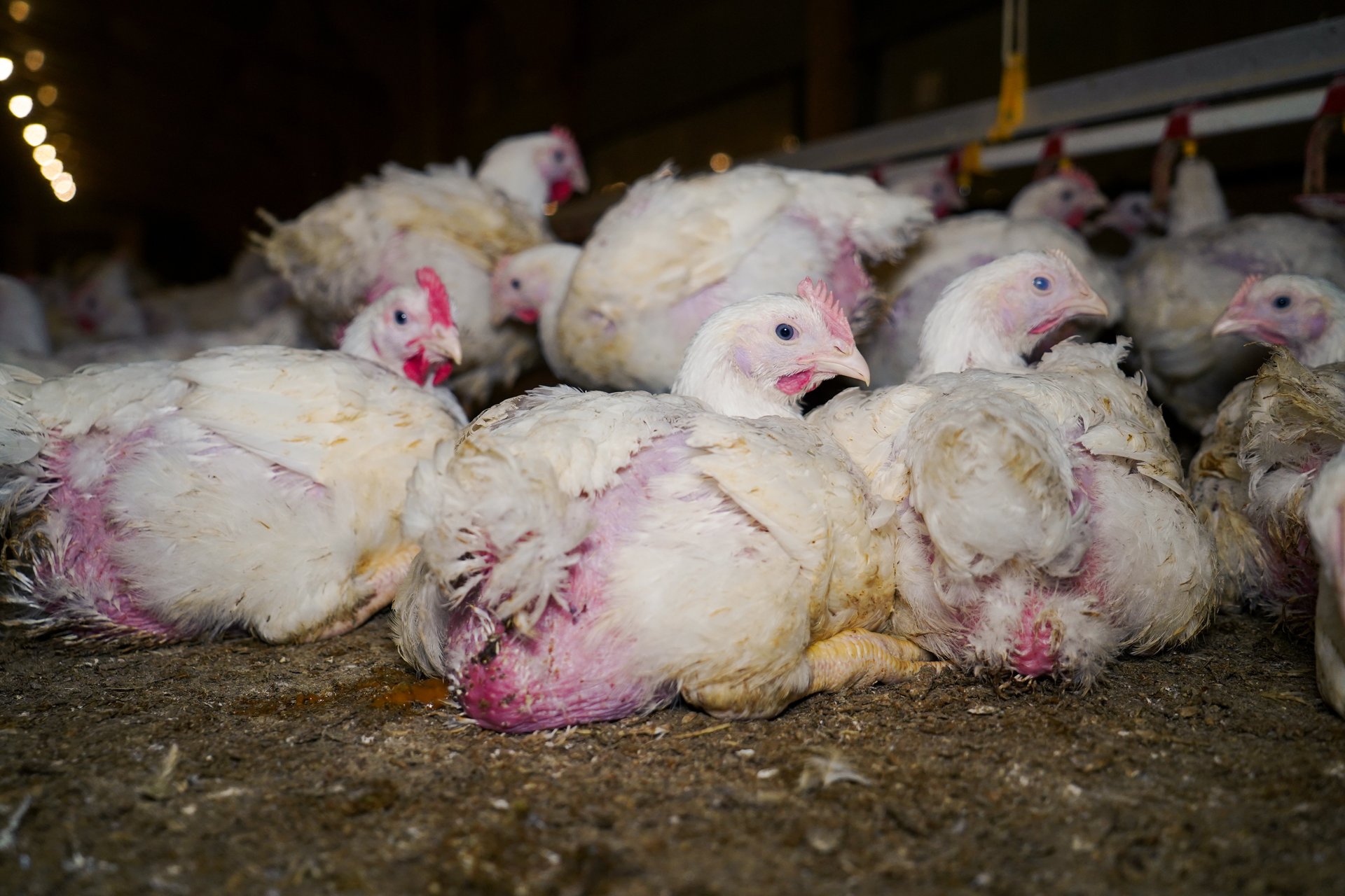 Chickens crammed into a barn with very little space on a broiler farm in the UK