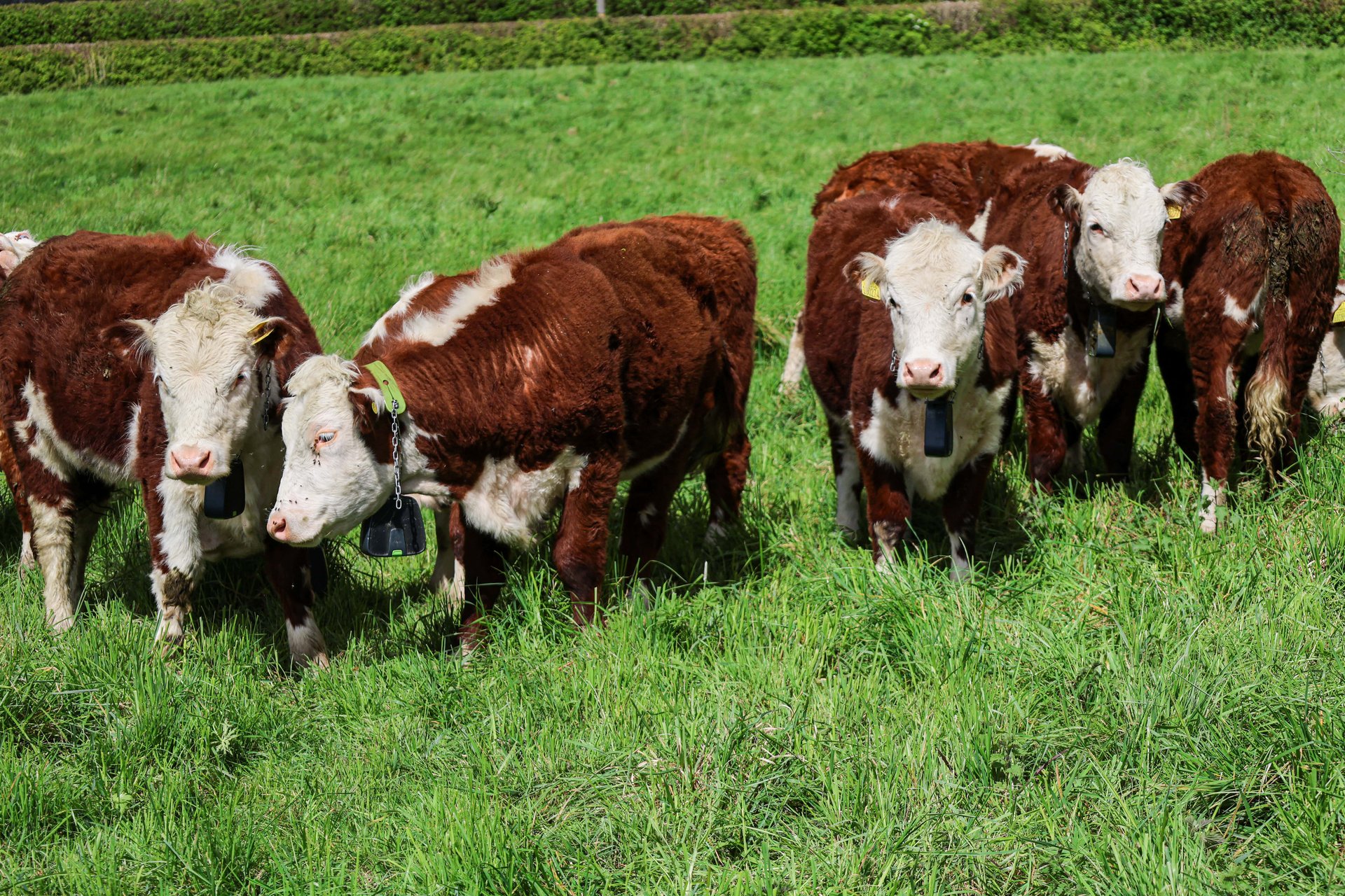 A herd of 5 cows enjoying some sunshine in a field