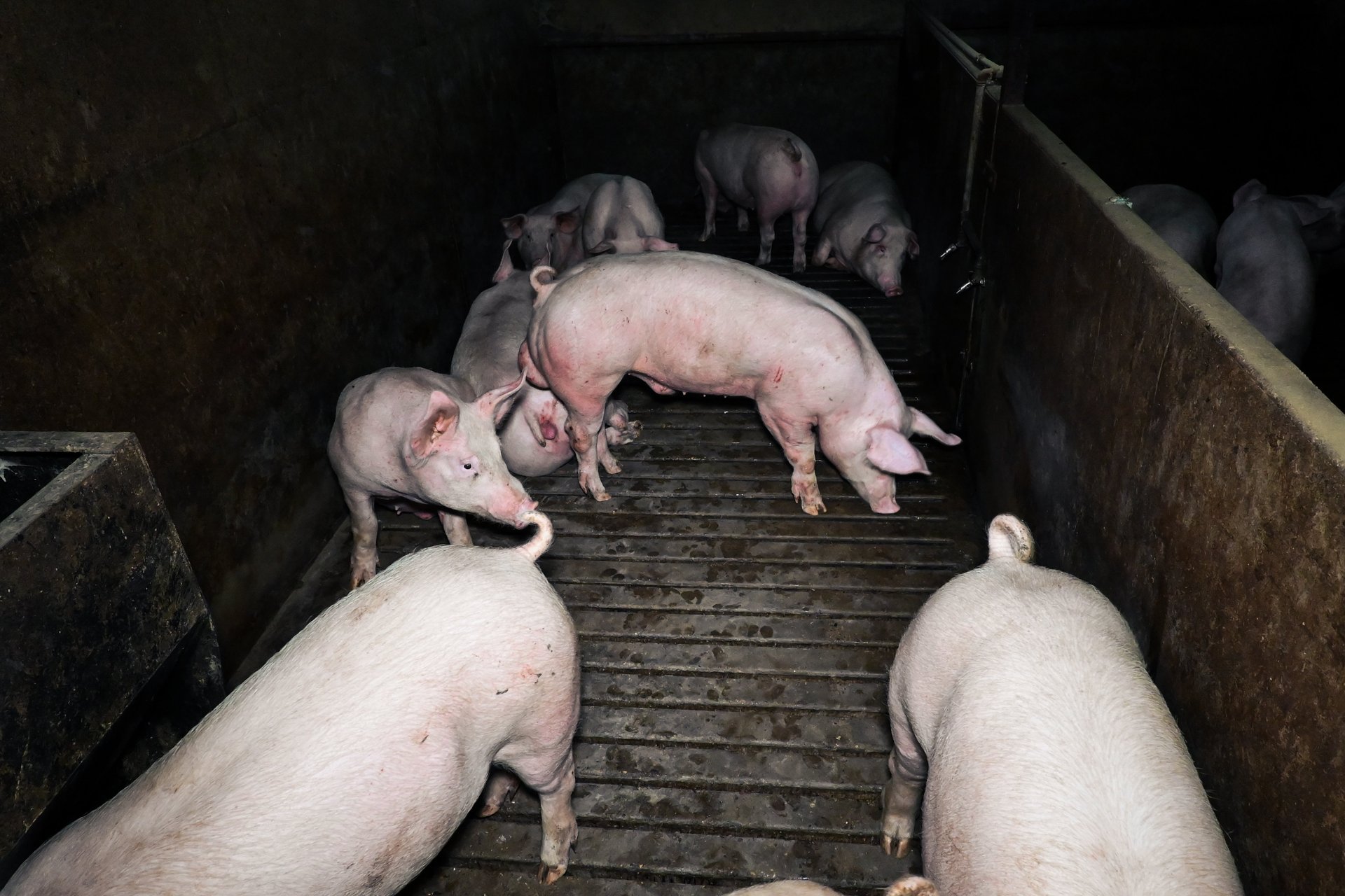 Pigs in a dark, filthy barn on a factory farm