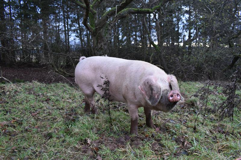 A pig grazing and foraging in a woodland
