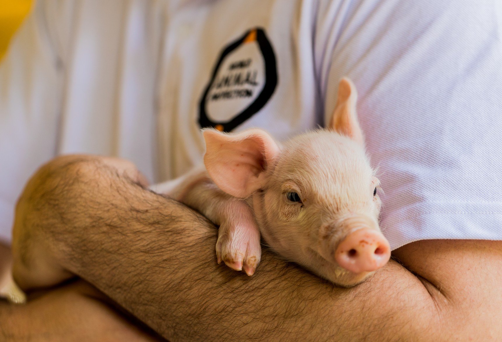 A World Animal Protection member of staff holding a small piglet