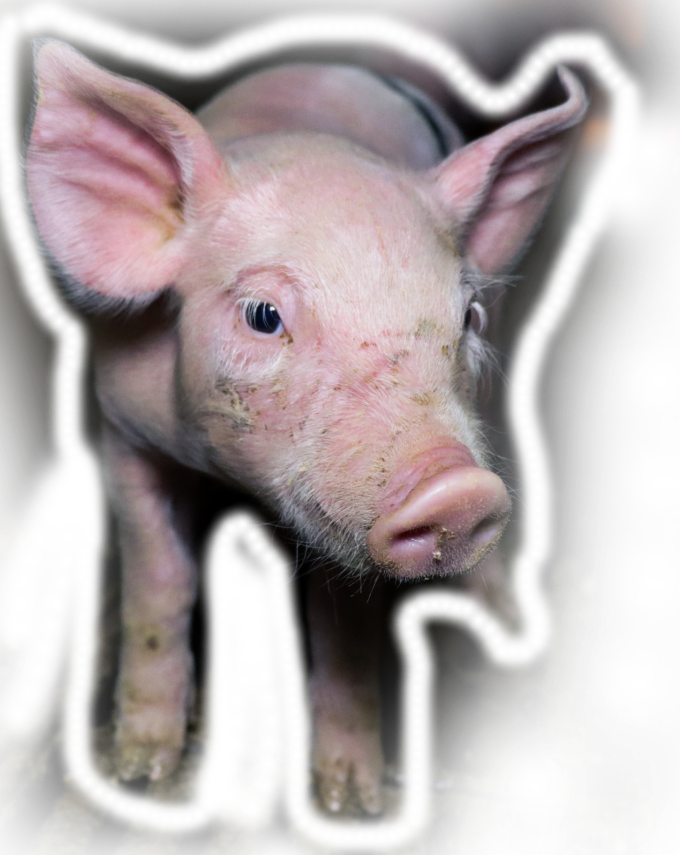 Piglet with a transparent background