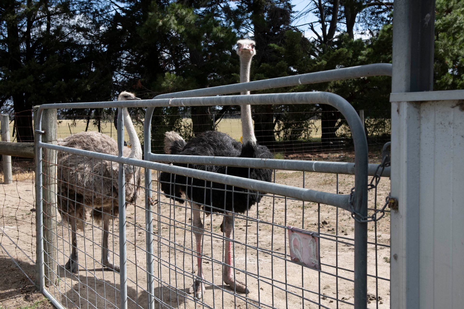 Two ostriches are standing behind a fence in an enclosure