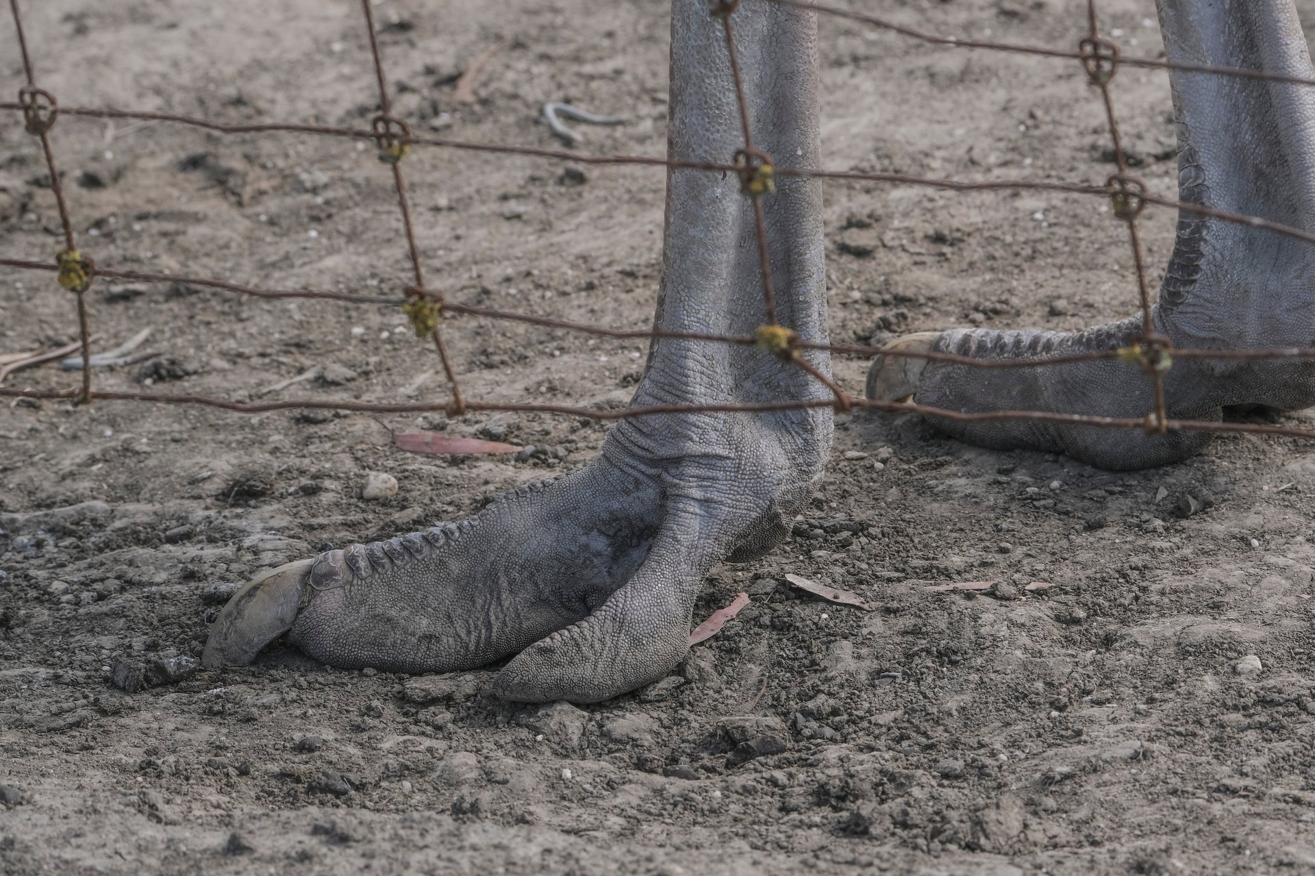 Photograph of an ostrich foot behind a wire fence