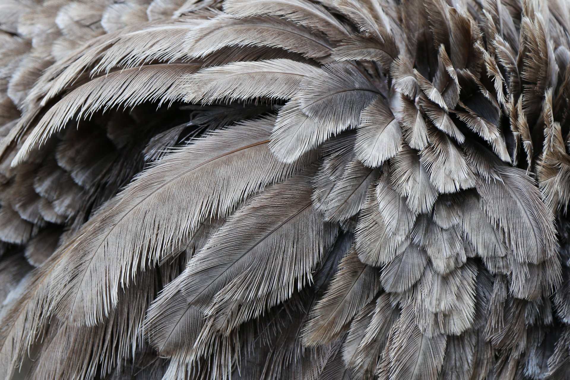 ostrich feathers