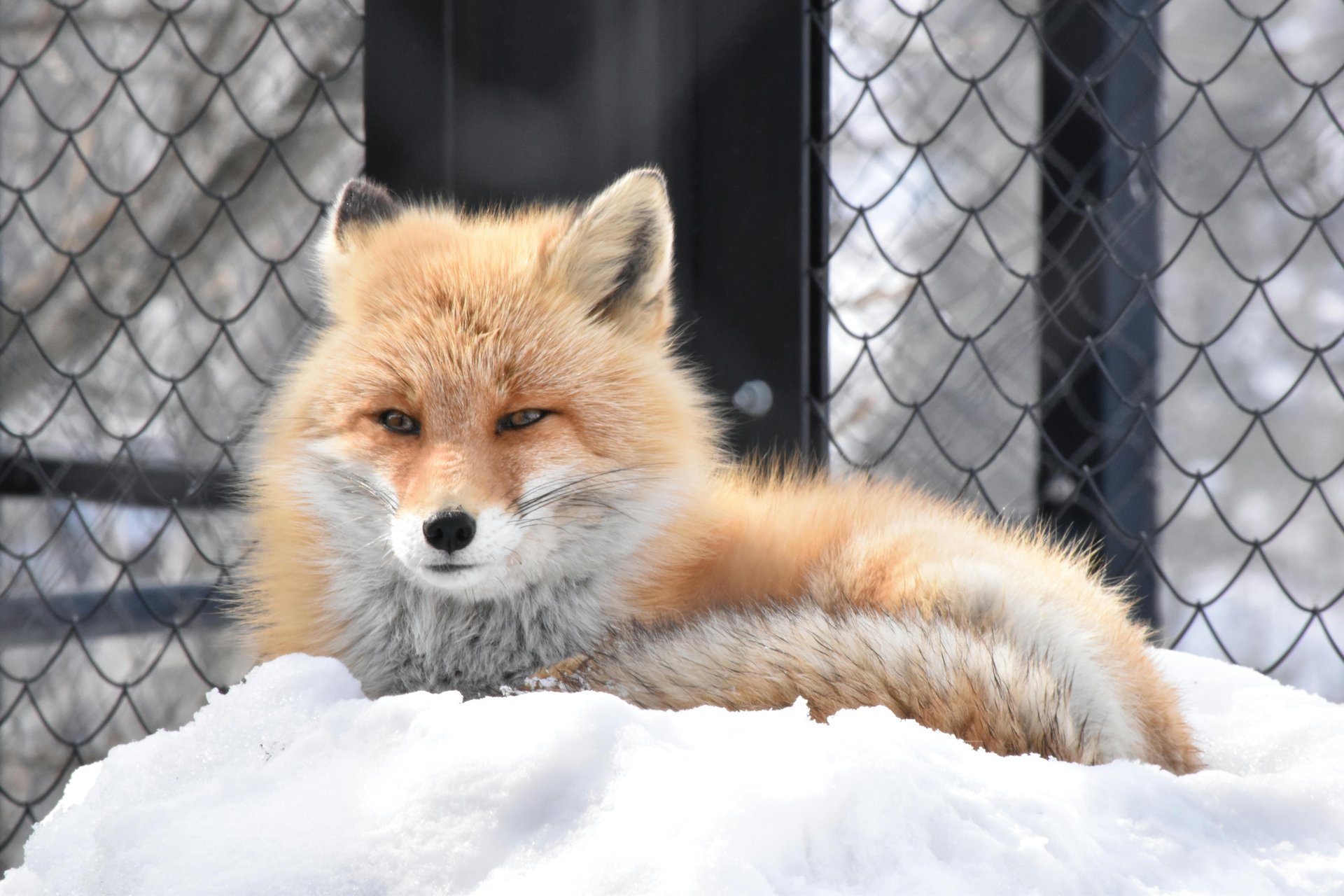 A fox is resting in a cage or enclosure surrounded by snow
