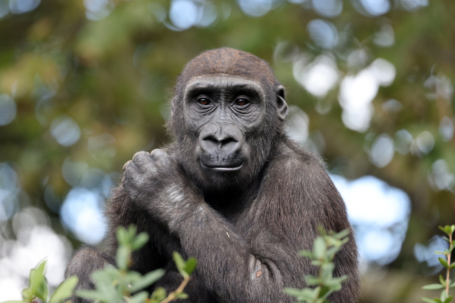 A gorilla is seated on the ground, with its hands supporting its chin, with greenery in the background.