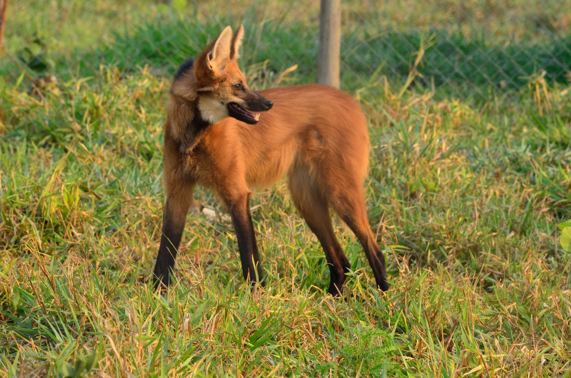 A maned wolf surrounded by grass and greenery