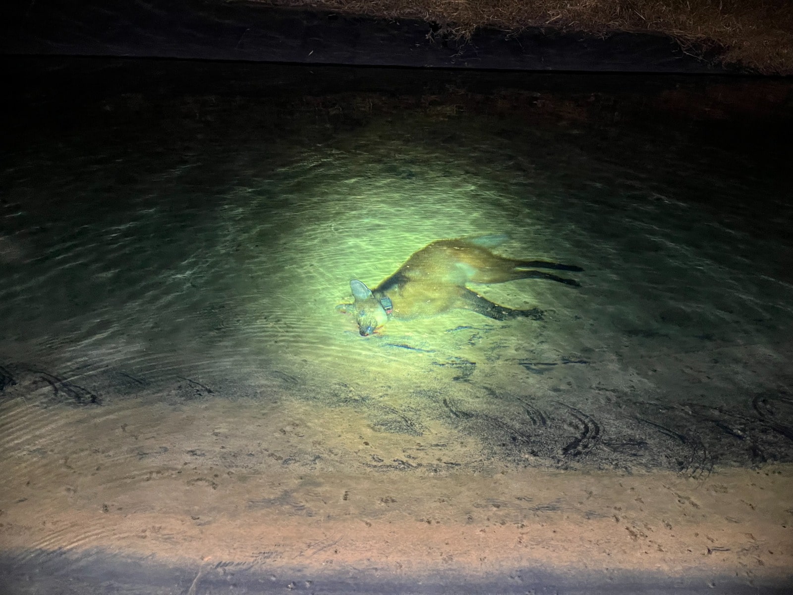 A maned wold laying on the ground, illuminated by torches and/or spotlights