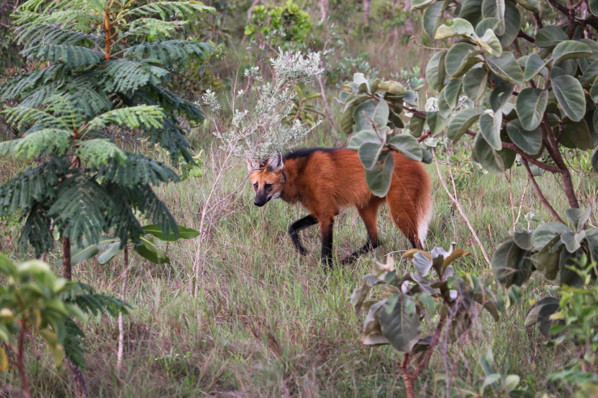 Baru, a male maned wolf monitored with a radio-collar by Onçafari, our local partner that works in Bahia state, Brazil, to protect maned wolves in the Cerrado biome from potential death in irrigation channels constructed by the soy industry.
