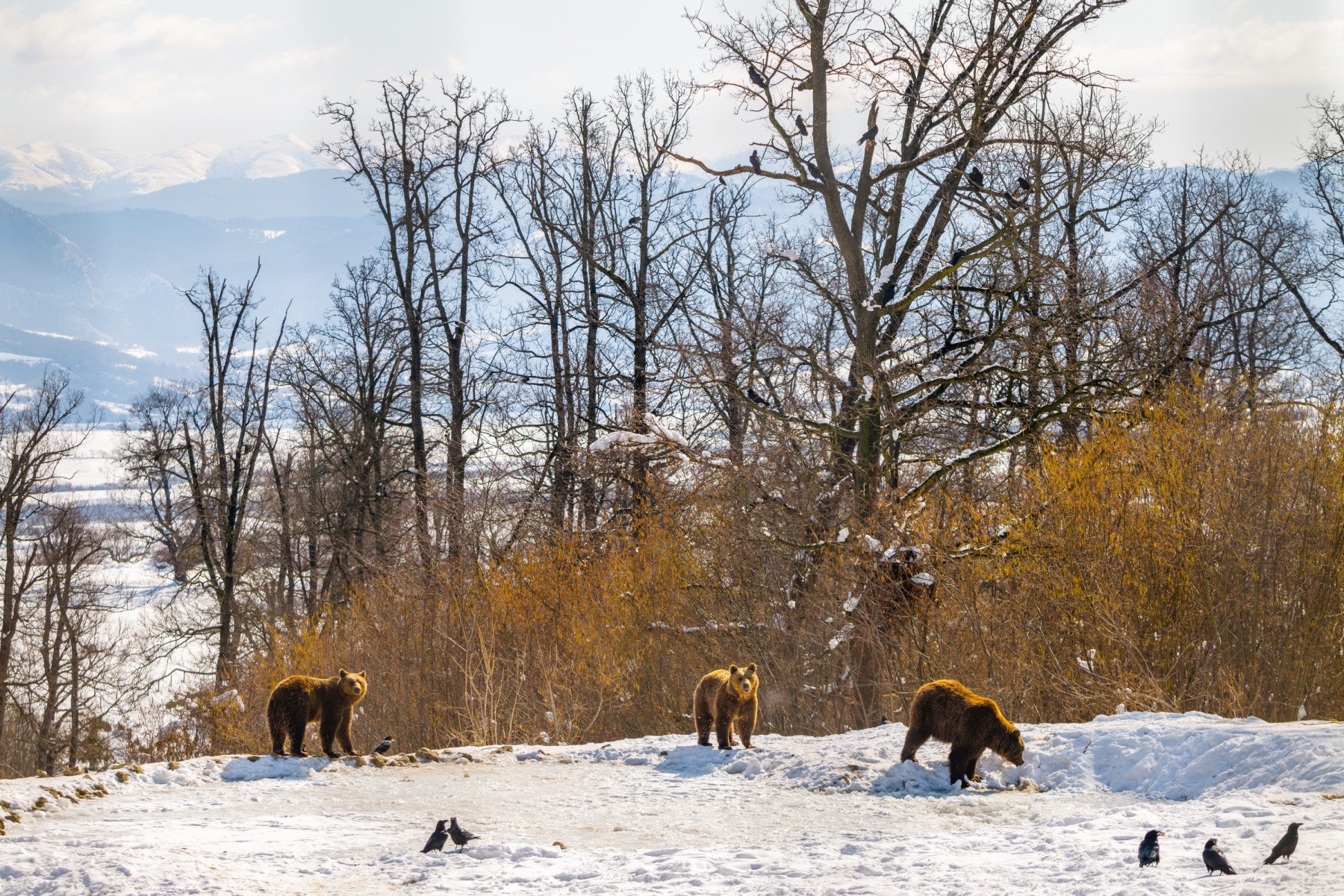 Bears in the snow