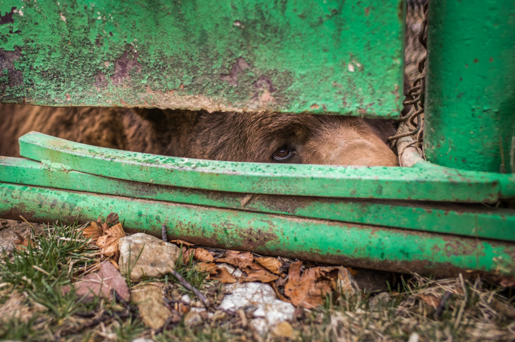 Captive bear behind a fence