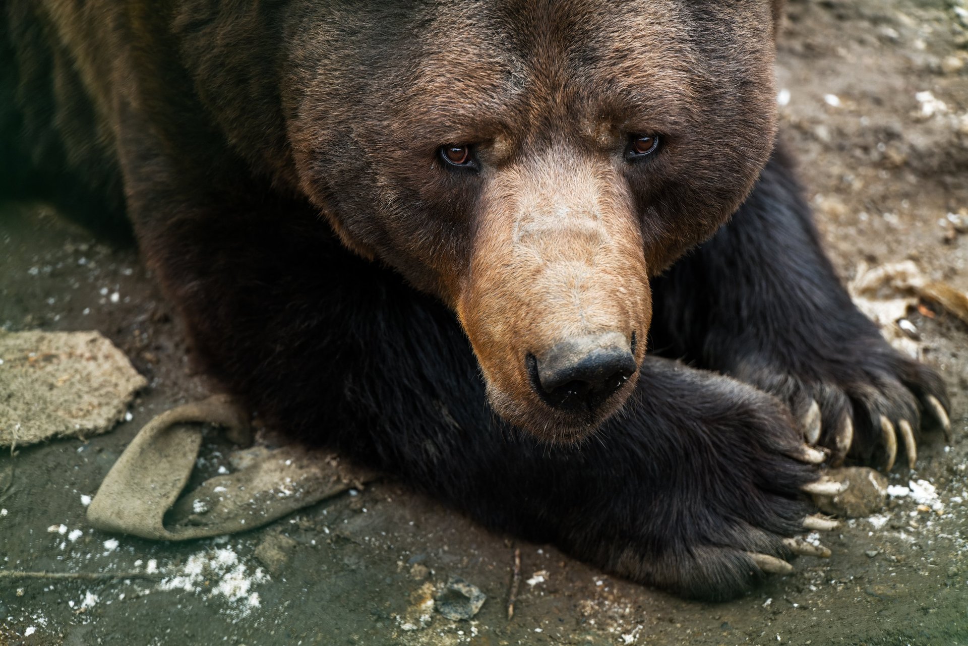 An up close photograph of an Asiatic black bear
