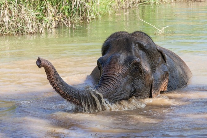 Lotus the elephant bathes at an elephant sanctuary.